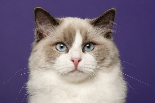 Können Katzen lila Augen haben – Fakt oder Mythos?