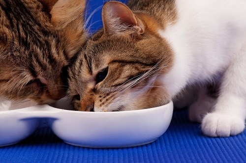 Können sich Katzen einen Wassernapf teilen – was Sie nicht tun sollten!