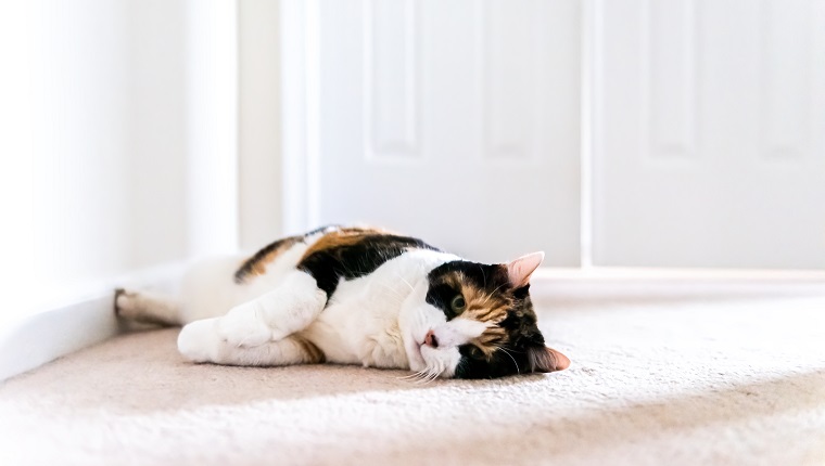 Traurige Kaliko-Seniorkatze, die sich hinlegt und an der Schlafzimmertür wartet, bis die Besitzer sie öffnen, während die Katze verlassen zurückgelassen wird