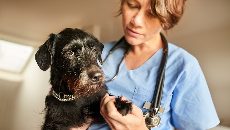 Tierärztin untersucht die Pfoten eines kleinen schwarzen Hundes in ihrer Klinik