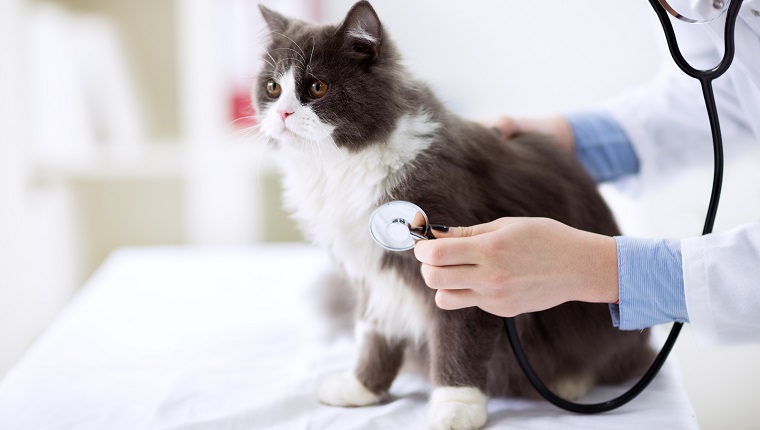 Katzenuntersuchung beim Tierarzt