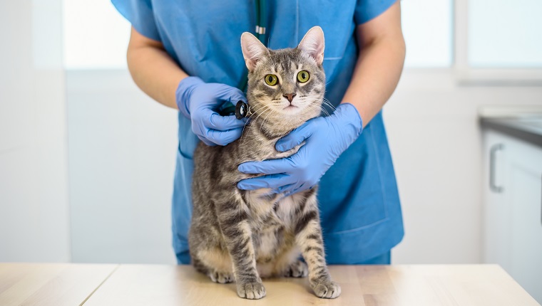 Tierärztin untersucht eine graue Katze mit Stethoskop
