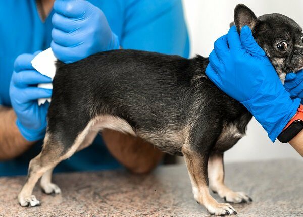 Veterinarians clean the paraanal glands of a dog in a veterinary clinic. A necessary procedure for the health of dogs. Pet care.