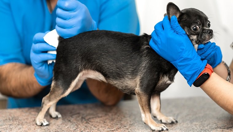 Tierärzte reinigen die Paraanaldrüsen eines Hundes in einer Tierklinik.  Ein notwendiges Verfahren für die Gesundheit von Hunden.  Tierpflege.