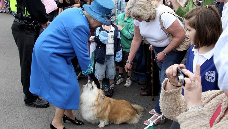 WELSHPOOL, WALES - APRIL 28: HM Queen Elizabeth II meets a corgi called Spencer as she arrives at Welshpool train station on April 28, 2010 in Welshpool, Wales. The Queen and Duke of Edinburgh are on a two day visit to North Wales.