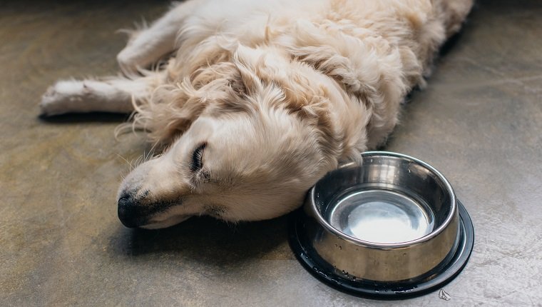 adorable golden retriever dog lying metal bowl on floor at home