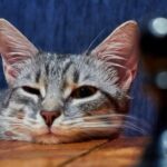 Sind Katzen empfindungsfähig – sind sie selbstbewusst?