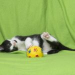Spielen Katzen Apportieren – Spielen mit Ihrer Katze