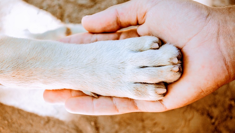Hundepfote und menschliche Hand.