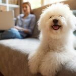 Portrait of a cute Bichon Frise dog lying on a couch posing while owner working in the background