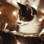 Tut Licht Katzenaugen weh – sind sie empfindlich?