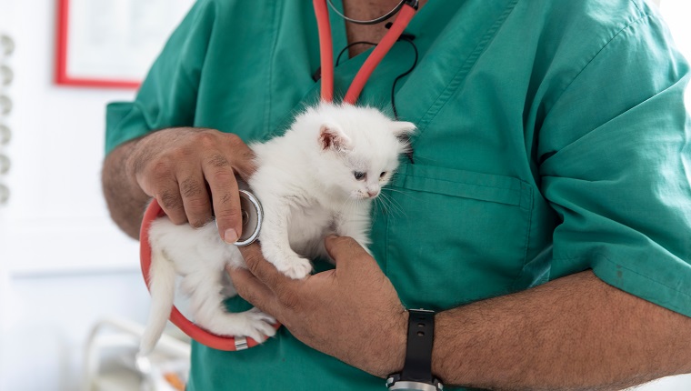 Männlicher Tierarzt, der sich um nettes Kätzchen kümmert