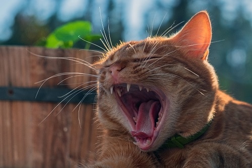 Wann fangen Katzen an zu miauen – Zeitplan und Erwartungen!