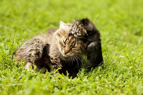 Wann verlassen Katzen ihre Kätzchen – Zeitachse & Faktoren