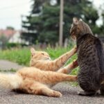 Warnzeichen bei der Einführung von Katzen – was Sie wissen sollten!