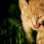 Warum beißen sich Katzen auf die Zunge – ist das normal?
