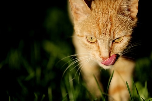 Warum beißen sich Katzen auf die Zunge – ist das normal?