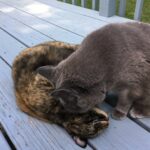 Warum beißen sich Katzen gegenseitig in den Hals – was es bedeutet