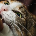 Warum beißt meine Katze in meinen Kopf – Zuneigung oder Aggression?