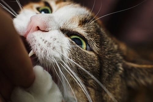 Warum beißt meine Katze in meinen Kopf – Zuneigung oder Aggression?