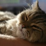 Warum beobachten Katzen dich beim Schlafen – Erklärung der Starrgewohnheit!