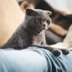 Warum bewacht mich meine Katze – Zeichen des Schutzes