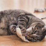 Warum bringen Katzen Ihnen Spielzeug – 6 Gründe, die Sie berücksichtigen sollten