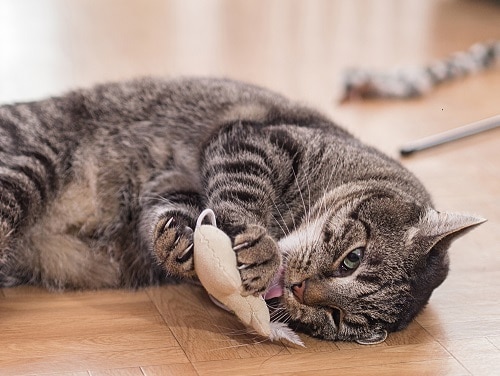 Warum bringen Katzen Ihnen Spielzeug – 6 Gründe, die Sie berücksichtigen sollten