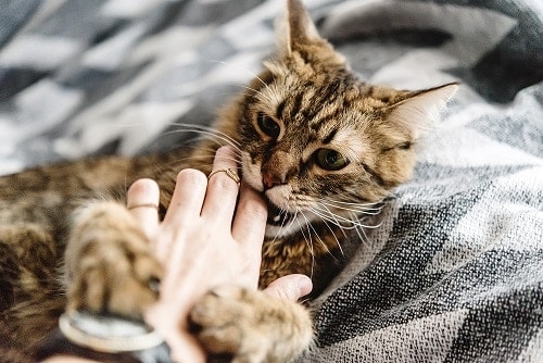 Warum geben Katzen Liebesbisse – ist es Zuneigung?