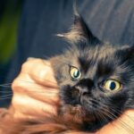 Warum gräbt sich meine Katze in mich ein – Zuneigung und Bedeutung