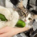 Warum haben Katzen Angst vor Gurken – was Sie wissen müssen!