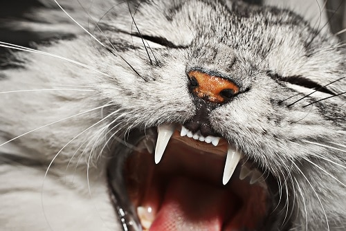 Warum haben Katzen schwarze Lippen – ist das normal?
