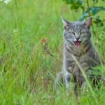 Warum hecheln Katzen – Schnauben & andere Geräusche erklärt!