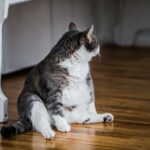 Warum ist meine Katze so groß – Idealgewicht & mehr!
