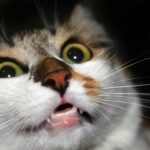 Warum ist meine Katze so nervös – Gründe, die zu berücksichtigen sind