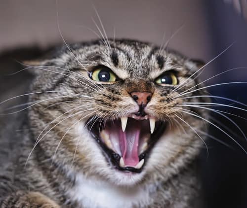 Warum knurren Katzen – Verhaltensprobleme und mehr!