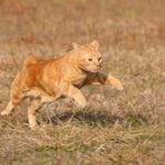 Warum laufen Katzen seitwärts – Körpersprache & Bedeutung