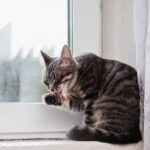 Warum lecken Katzen Fenster – Zungenverhalten & Sinne