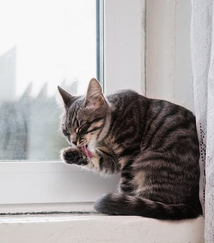Warum lecken Katzen Fenster – Zungenverhalten & Sinne