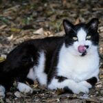 Warum lecken sich Katzen die Nase – was bedeutet das?