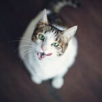 Warum leckt meine Katze an meinem Auge – ist das normales Verhalten?