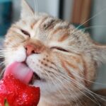 Warum mögen Katzen Erdbeeren – darf man sie essen?