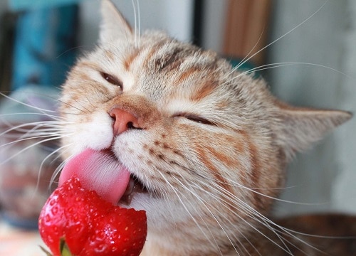 Warum mögen Katzen Erdbeeren – darf man sie essen?