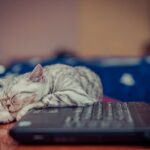 Warum mögen Katzen Tastaturen – ist das normal?