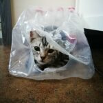 Warum pinkeln Katzen auf Plastik – Grund zur Sorge