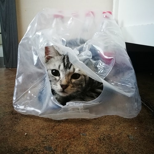 Warum pinkeln Katzen auf Plastik – Grund zur Sorge