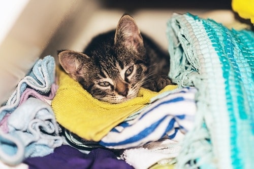 Warum reiben Katzen an schmutziger Kleidung – was das bedeutet!