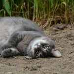 Warum rollen Katzen im Dreck – ist das normales Verhalten?