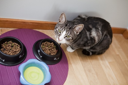 Warum spielen Katzen mit ihrem Futter – wie man damit aufhört!