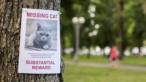 Warum verschwinden Katzen tagelang – ist das normal?